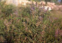 شیرین بیان روسی